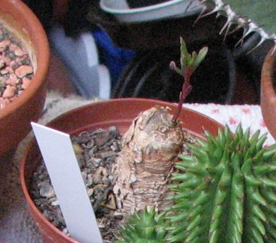 28.05.2008 Neuanschaffungen Caudexpflanze.jpg