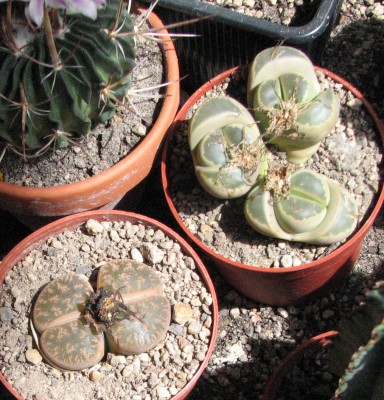 28.05.2008  Lithops f. Forum.jpg