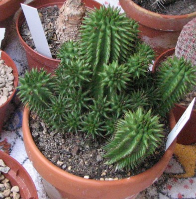 28.05.2008 Neuanschaffungen Euphorbia susannae.jpg