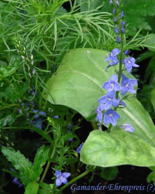 Gamander-Ehrenpreis w.jpg
