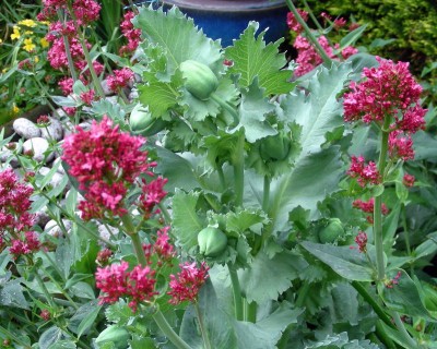 dicke Mohnknospen w.jpg