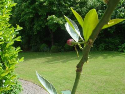 GrößenänderungZitronenbaum 002.jpg