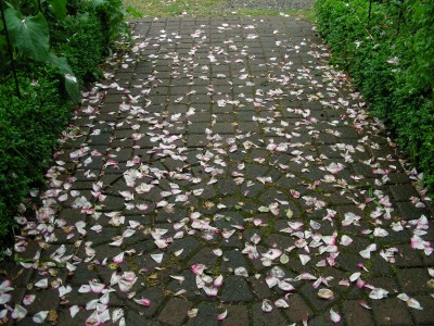 Blütenteppich w.jpg