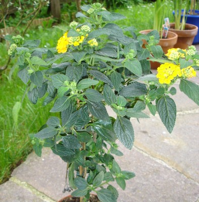 Lantana.JPG