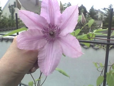 29-05-08_fl.Clematis1.jpg