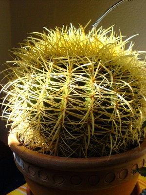 Echinocactus grusonii a.JPG