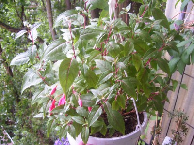 Kleine Prinzessin 012m.jpg