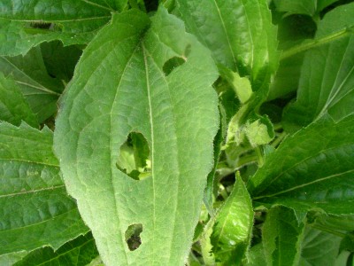 schneckenfrass 002.JPG