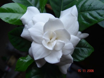 DSC01252.jpg