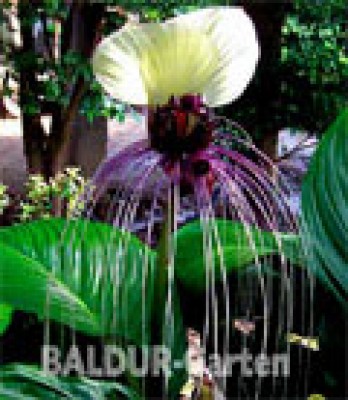 tacca.jpg