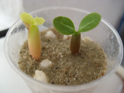 albino wüsti neu.JPG