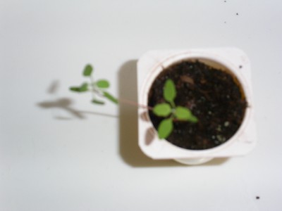 PICT1482.JPG