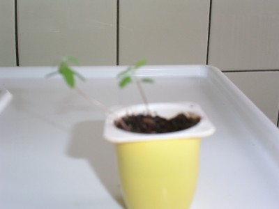 PICT1481.JPG