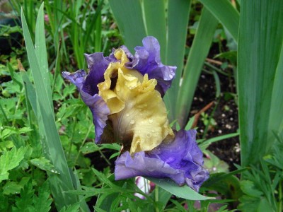 Iris will gerade aufgehn w.jpg