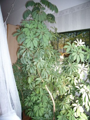 schefflera.jpg