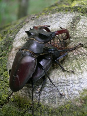 Hirschkäfer5.jpg