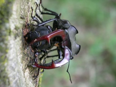 Hirschkäfer2.jpg
