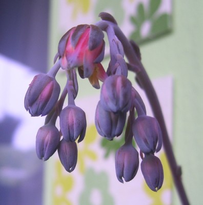 Kleine Prinzessin 002m.jpg