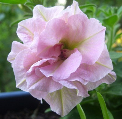 Kleine Prinzessin 010m.jpg
