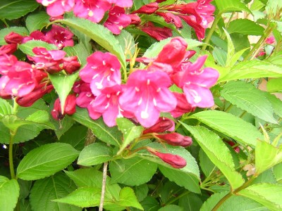 DSCN2803.JPG