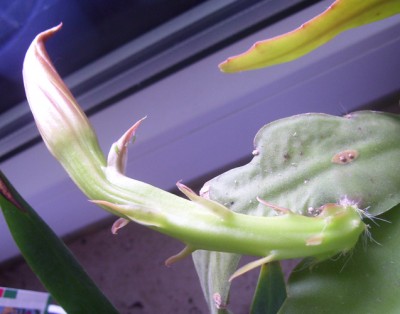 Kleine Prinzessin 015m.jpg