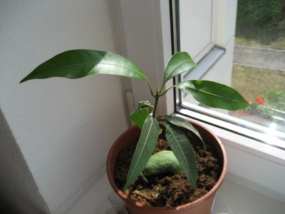 mango.JPG
