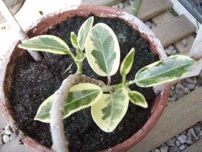 PICT0804.JPG