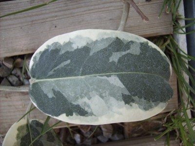 PICT0803.JPG