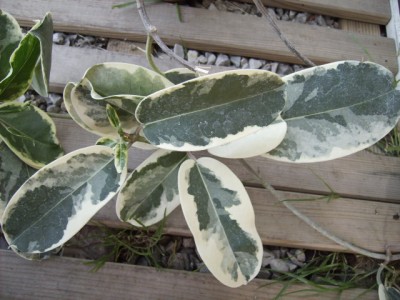 PICT0802.JPG
