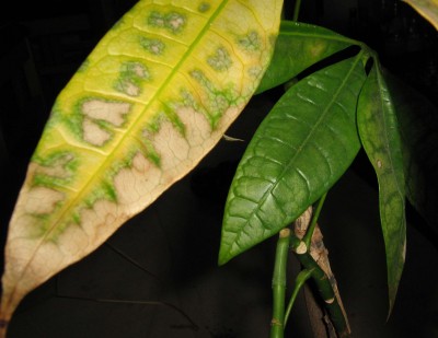 weggeworfen-blatt.jpg