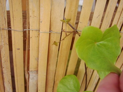 Bananen 2008 023.jpg