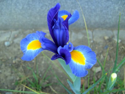 blauglockenbaum 35.jpg