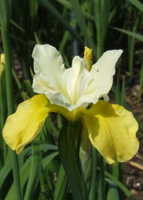 DSCF3729.JPG