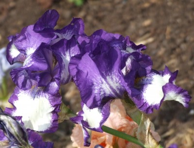 DSCF3725.JPG