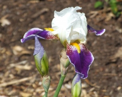 DSCF3722.JPG