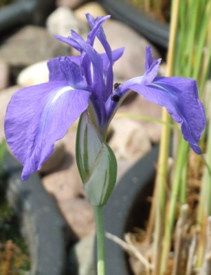 DSCF3718.JPG