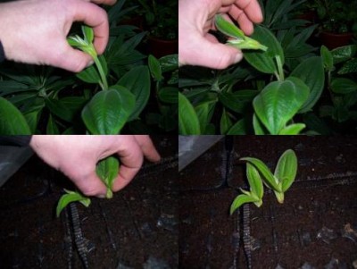 Tibouchina Stecklinge machen.jpg