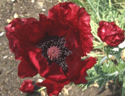 DSCF3787.JPG