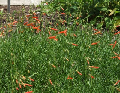 DSCF3762.JPG
