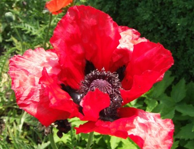 DSCF3664.JPG