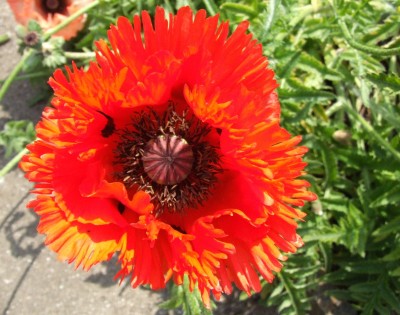 DSCF3658.JPG