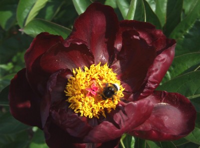 DSCF3801.JPG
