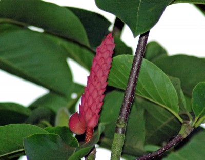 Magnolien-Frucht.JPG