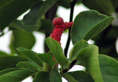 M.frucht.JPG