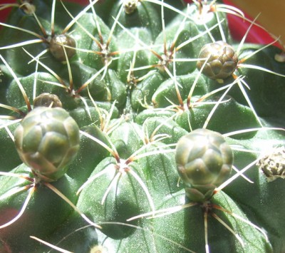 Kleine Prinzessin 010m.jpg