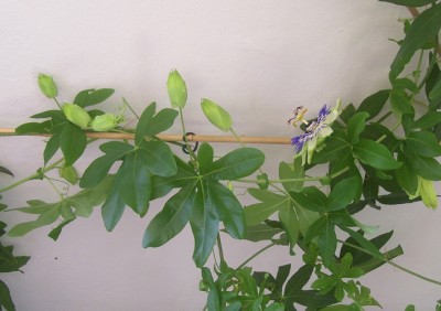 Kleine Prinzessin 011m.jpg