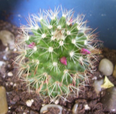 Kleine Prinzessin 022m.jpg