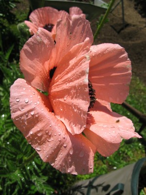 IMG_0385.JPG