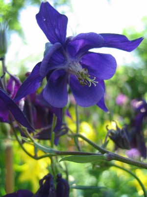 IMG_0381.JPG