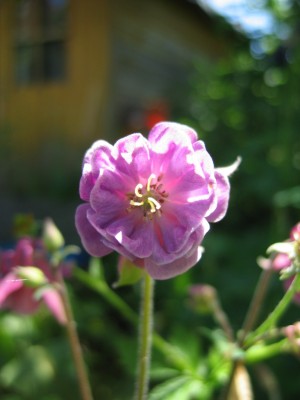 IMG_0375.JPG